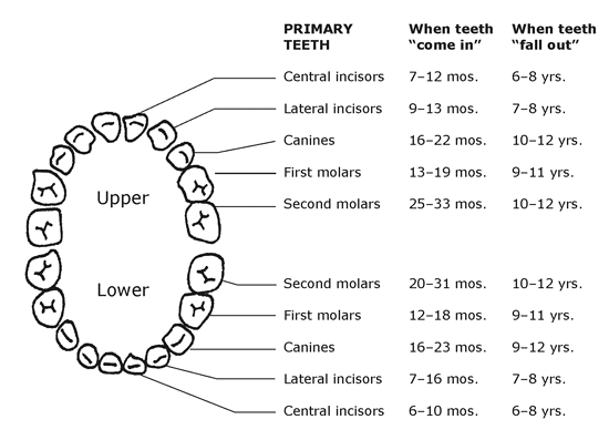 Baby Teeth Development Chart